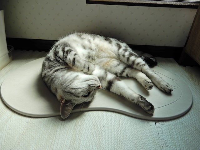 「猫・ネコろぶマット」で寝転ぶ猫の姿