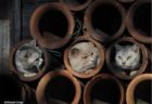 土管の中に入る猫たち by 写真展「ねことじいちゃん」