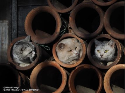 土管の中に入る猫たち by 写真展「ねことじいちゃん」