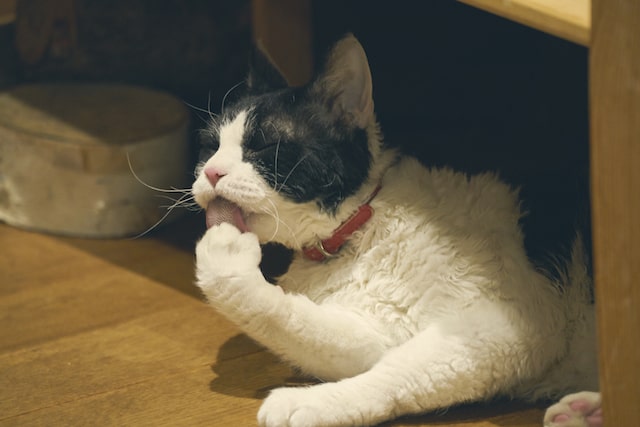 自分の手を毛づくろいする猫・ナナの姿 by 旅猫リポート