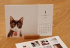 ねこミュニケーターが撮影、保護猫カフェのチャリティーカレンダー