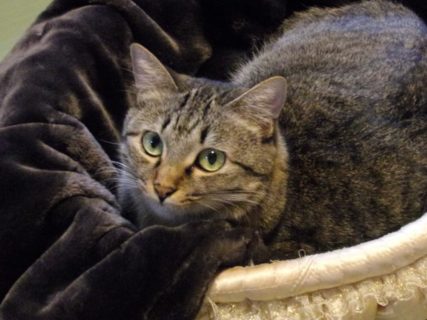 今年は18店舗が参加！とろけるような毛布で猫と戯れる「とろふにゃ保護猫カフェ」が開催中