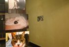 猫を通じてボーダレスに繋がる写真展「ホテルぬこ・ぬこでボーダレス展」大阪で開催中