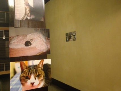 猫を通じてボーダレスに繋がる写真展「ホテルぬこ・ぬこでボーダレス展」大阪で開催中