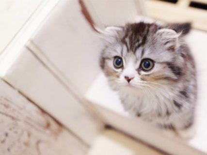 好きな猫種＆猫柄ランキング2018が発表！猫種の1位はアメショが3連覇