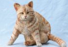 実在する猫をモデルにした100体以上の彫刻集「はしもとみお 猫を彫る」