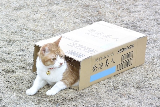 ダンボールに入るネコ by 映画「トラさん～僕が猫になったワケ～」