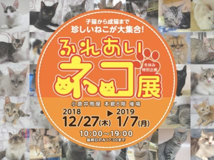 世界中の珍しい猫と触れ合える「ふれあいねこ展」が北九州市の小倉にある「小倉井筒屋」で開催