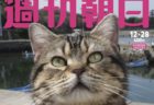 週刊朝日が2年連続で「猫特集」を刊行！表紙の撮影は今年も岩合さんなのニャ