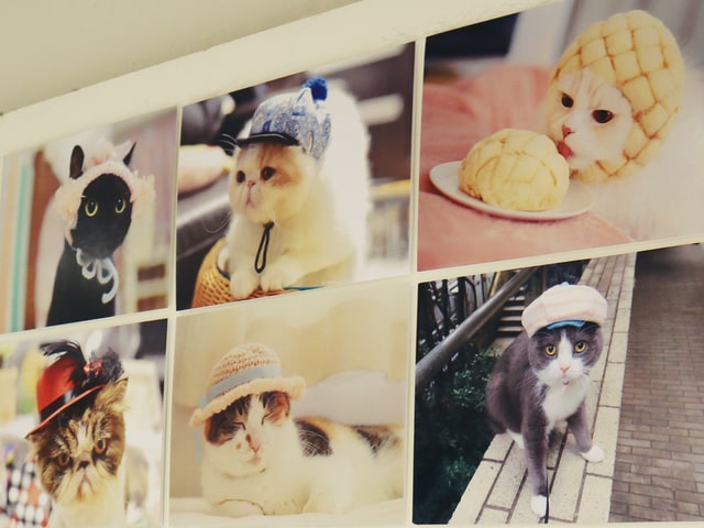 今回のテーマは猫の寝顔！猫グッズブランド「ねこにすと」の企画展第3弾が札幌で開催