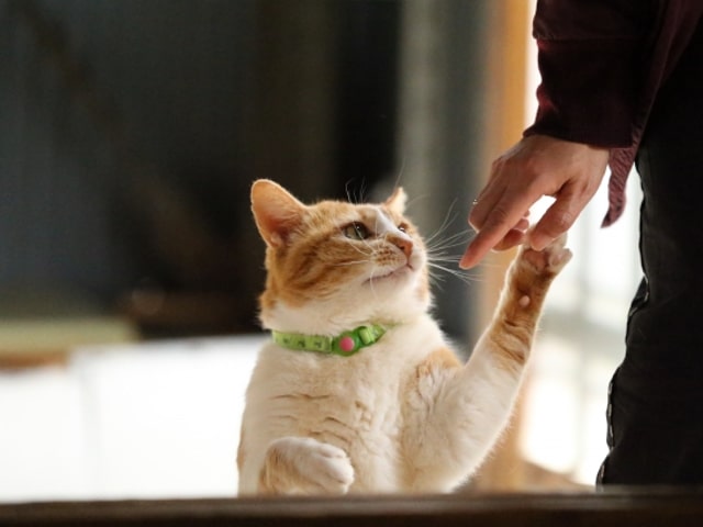 ドッグトレーニング 犬猫ストレスケア テキスト ショッピング日本