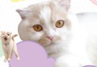 ちくわ柄の人気猫・ホイップの単独展「まるごとホイちゃん展」が1/16から大阪で開催