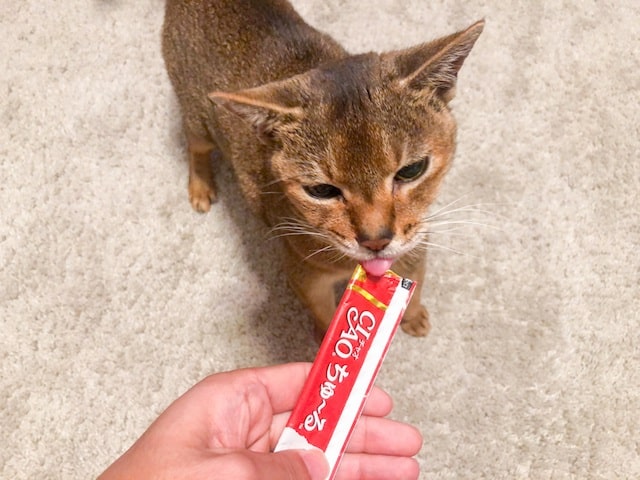 猫用オヤツ「ちゅ〜る」を食べる猫