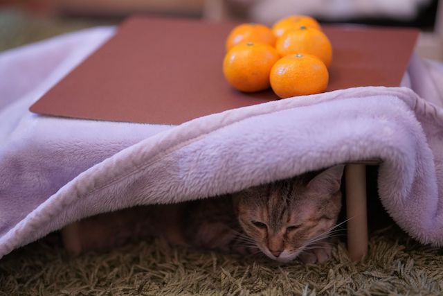 ミカンが乗ったコタツの中で眠る猫