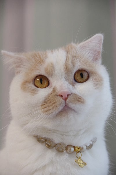 ちくわ柄の猫・ホイップの正面写真