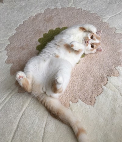 ちくわ柄の猫・ホイップのヘソ天写真