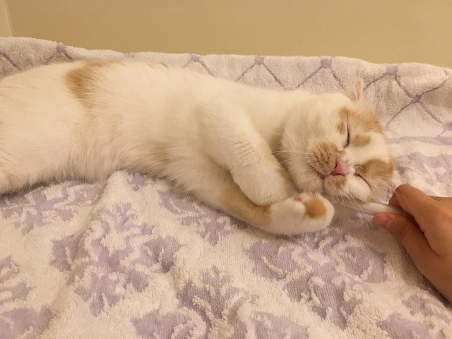 ちくわ柄の猫・ホイップの寝顔