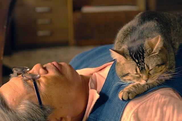 爺ちゃん役を演じる落語家の立川志の輔さんの上で眠る猫のタマ by ねことじいちゃん