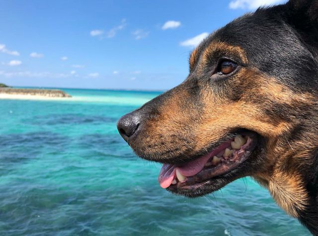 宮古島の海を見つめる保護犬