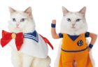 愛猫がセーラームーンや孫悟空に変身できるペット用品ブランド「キャラペティ」