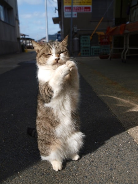 手を合わせながら立つネコの写真 by 岩合光昭写真展　ほっこりネコー「やきものの里のネコ」