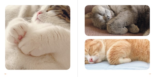 眠っている猫の手の拡大写真 by 写真集「もっと ねこのおてて」