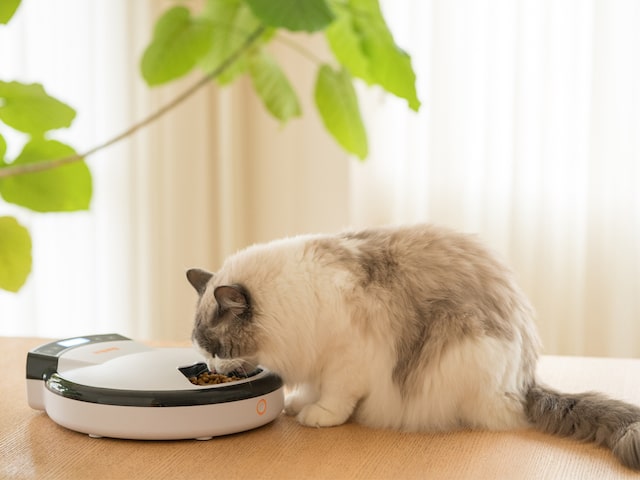 音声を録音できる自動給餌器・WAGWAGオートフィーダーのフードを食べる猫