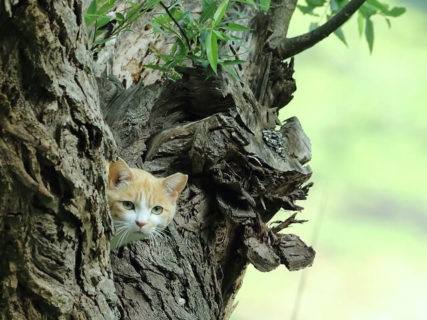 袖ヶ浦公園で暮らす猫たちの写真展「亀井拓也　地域猫作品展」が里山の禅寺で開催