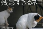 袖ヶ浦公園で暮らす猫たちの写真展「地域猫作品展」が里山の禅寺で開催