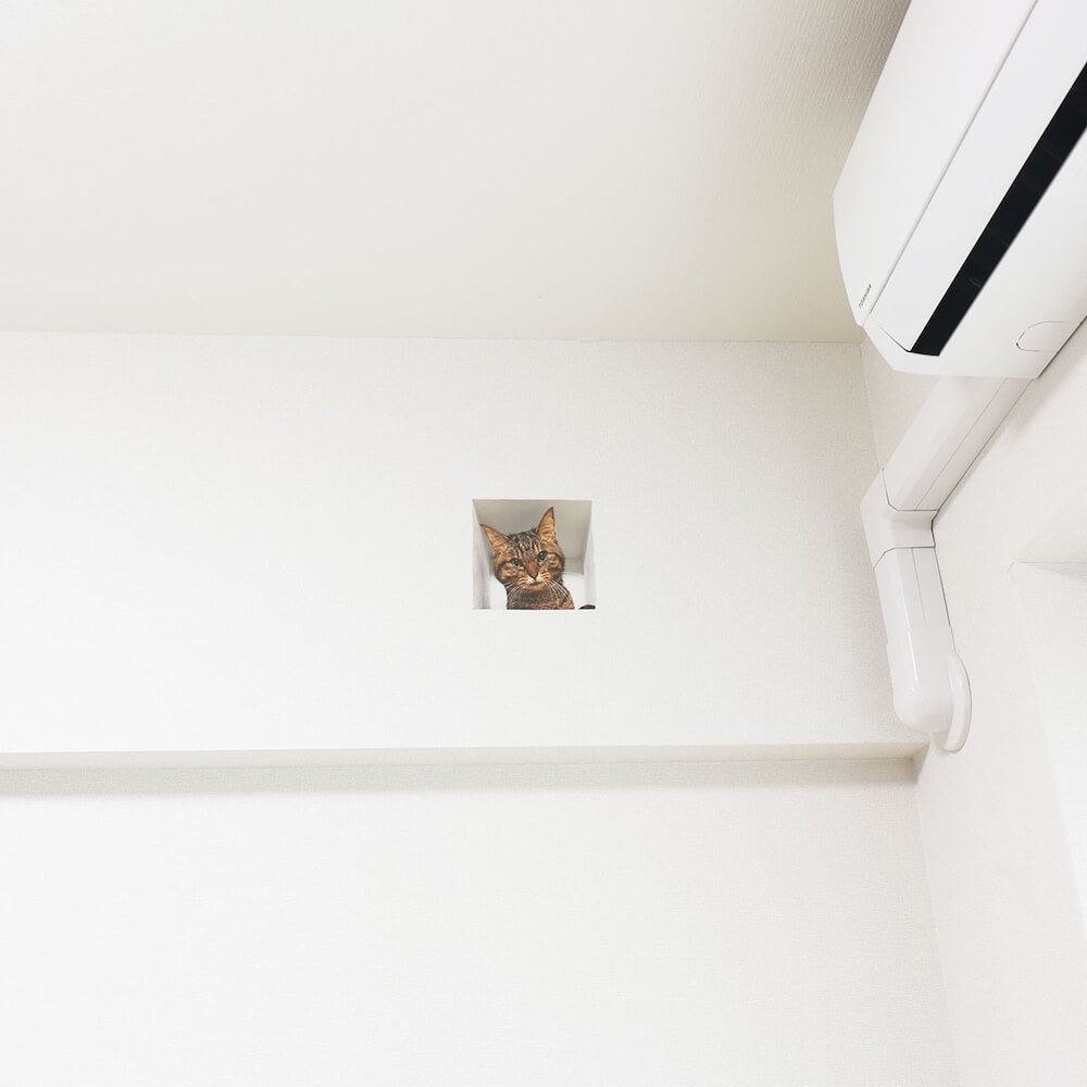 壁からネコ／妄想マッピングステッカーの設置イメージ