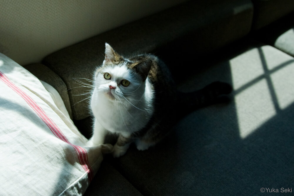 タレント猫の写真 by 関由香
