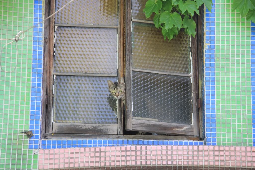 窓からひょっこり覗く猫 by ひょっこりdeにっこり賞受賞作品