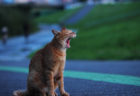 写真家グループ「東京猫色」の写真展がGWに開催、今を生きる野良猫たちの作品を展示