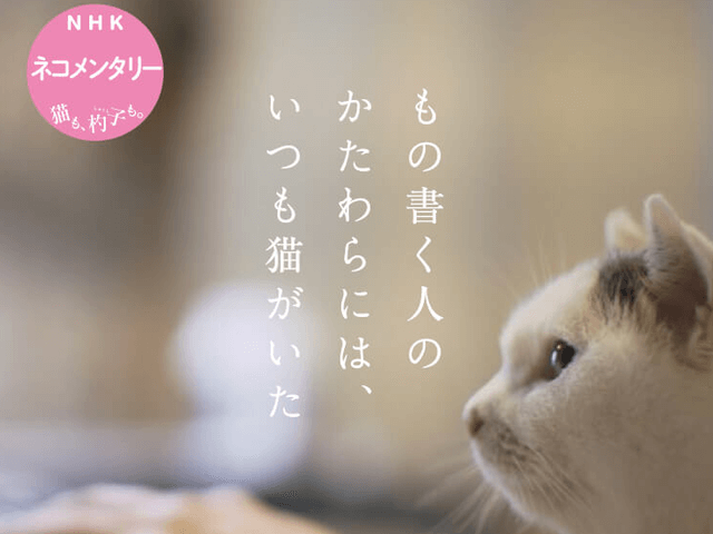 角田光代ら6名の猫好き作家の日常を収録！NHKの人気番組「ネコメンタリー」が書籍化 | Cat Press（キャットプレス）