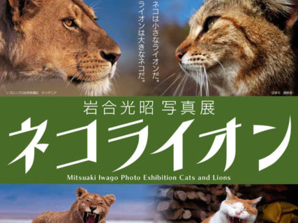 猫と百獣の王が共演、岩合光昭写真展「ネコライオン」埼玉・狭山市立博物館で開催中