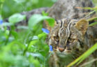 絶滅危惧種のネコ科動物「ツシマヤマネコ」の啓発イベントが神戸どうぶつ王国で開催