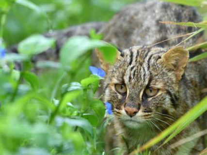 絶滅危惧種のネコ科動物「ツシマヤマネコ」の啓発イベントが神戸どうぶつ王国で開催