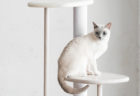 カリモクが猫用の木製家具ブランド「KARIMOKU CAT」を発表！第1弾はキャットツリー