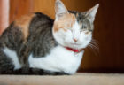 愛猫の写真を三越伊勢丹の希望店舗に展示してもらえる！ベストショット写真展が作品募集中