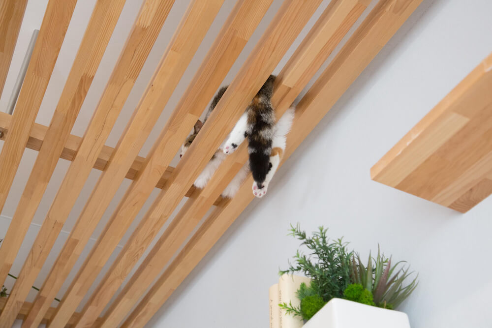 猫のための天井スペース「マイリノ・キャットルーフ」（下から見たイメージ）