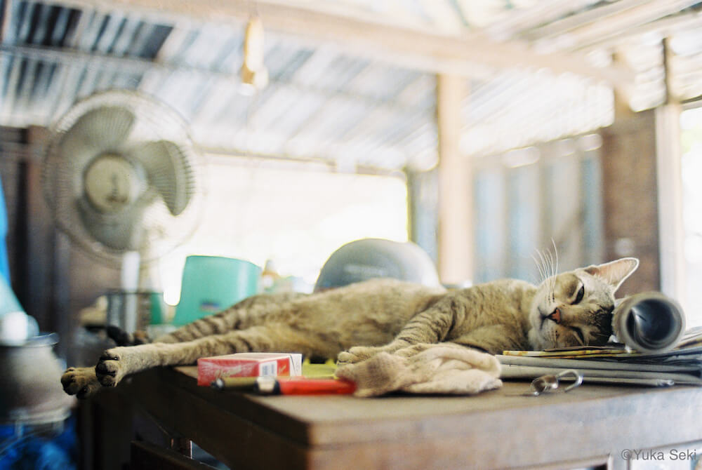 机の上に横たわる猫の写真 by 関由香