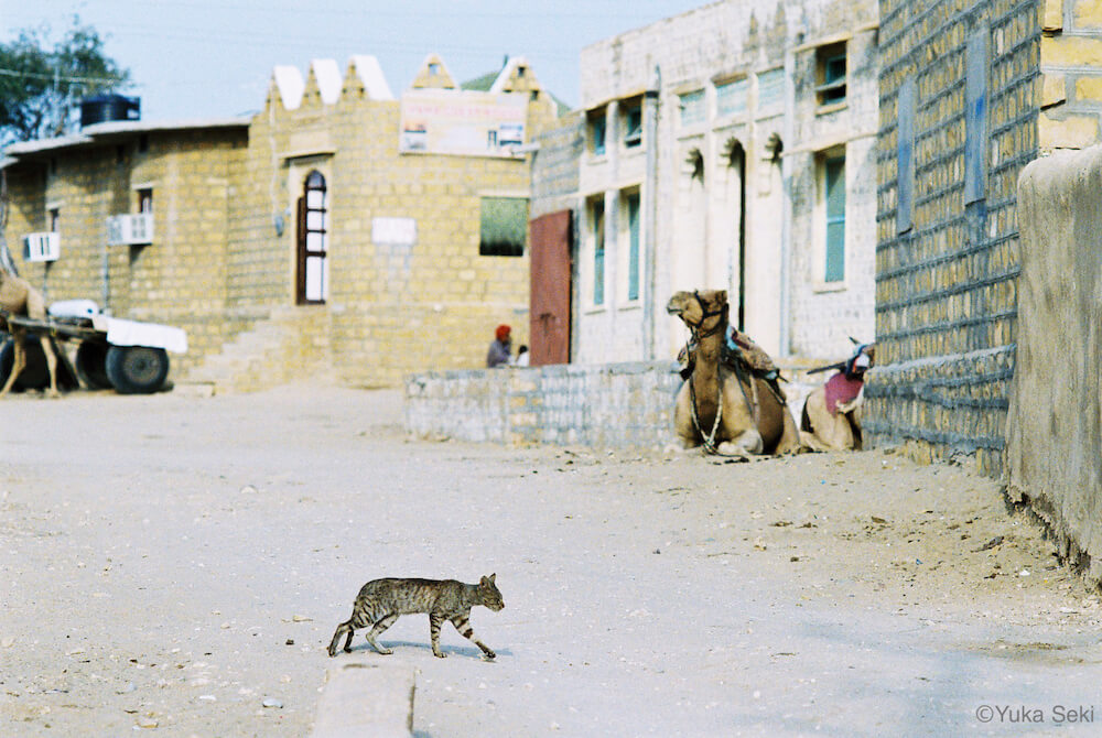 ラクダのいる街を歩く猫の写真 by 関由香