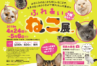 世界中の珍しい猫と触れ合える「ふれあいねこ展」が山口県の下関で4/24から開催