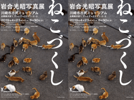 島猫や神奈川の猫など、200点以上の作品を楽しめる岩合光昭写真展「ねこづくし」6月末まで開催