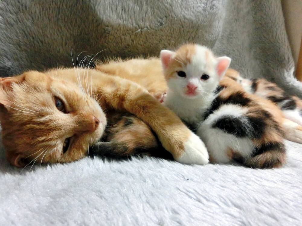 子猫を出産した母猫のイメージ写真