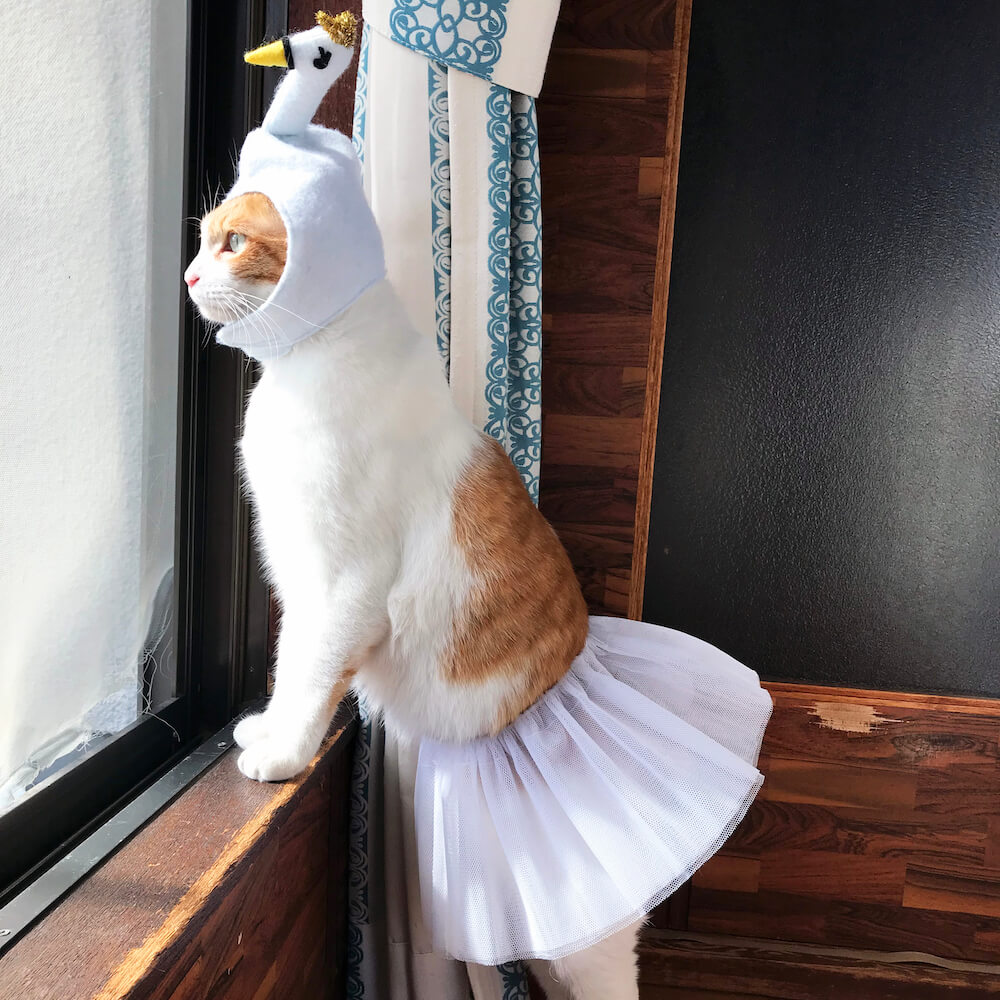 白鳥のバレエ衣装にコスプレした猫のポン太 by @neconecori