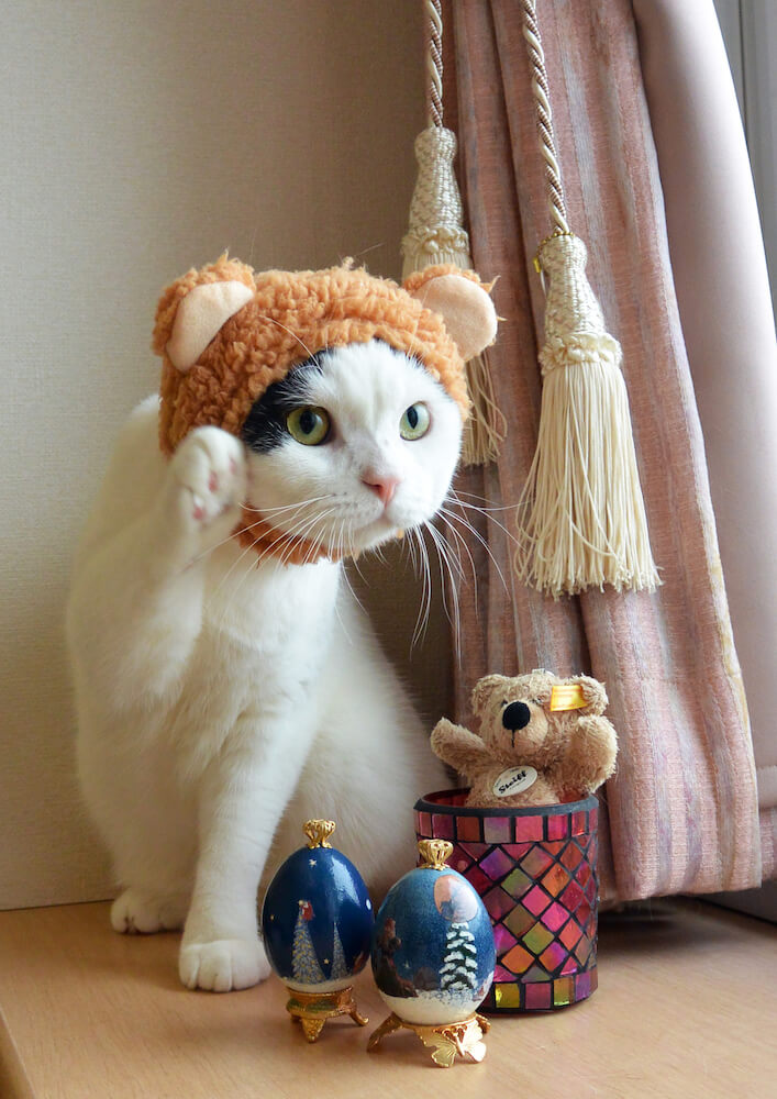 くまのかぶりものを着用した猫のいくら by @ikura_0711