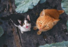 美しい風景とネコを大判写真で堪能できる、岩合光昭さんの新刊「自由ネコ」