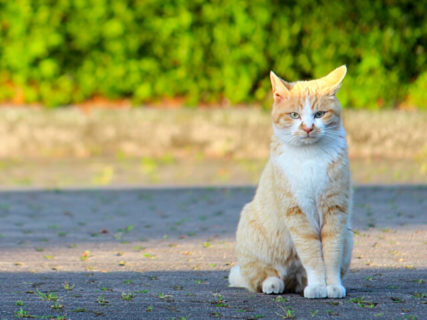 今年で7回目、仙台で猫イベント「かみすぎねこまつり」が6月2日に開催