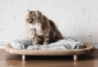 木の魅力を活かしたお洒落な猫ベッド、カリモク家具の猫用ブランド「KARIMOKU CAT」から発売